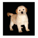 Golden photo sculptures by freya18801 Golden photo sculptures
