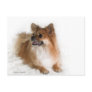 Golden Pomeranian on Fluffy White Blanket Post Cards