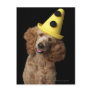 Golden Poodle Dog wearing a yellow clown hat Postcards