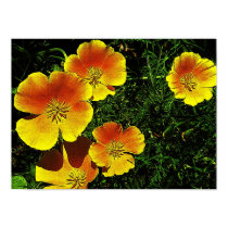 Golden Poppies posters by Blacknight Golden Poppies posters