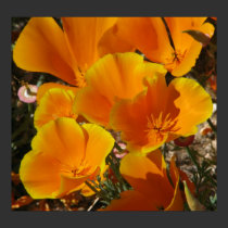 Golden Poppies posters