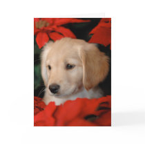 Golden Puppy and Poinsetta Christmas Card