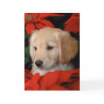 Golden Puppy and Poinsetta Christmas Card