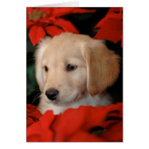 Golden Puppy and Poinsetta Christmas Card
