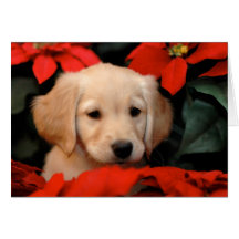 Golden Puppy and Poinsetta Christmas Card