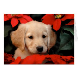 Golden Puppy and Poinsetta Christmas Card