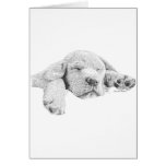 Golden Puppy Cards