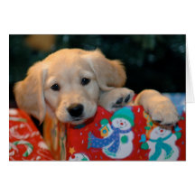 Golden Puppy Present Christmas Card