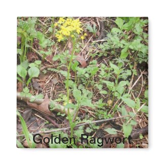 Golden Ragwort Magnet magnet
