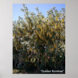 Golden Rain Tree 1 Poster