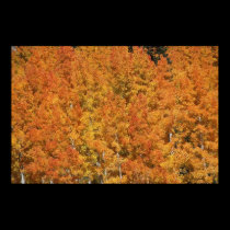 Golden red Indian Summer posters by Orchidlady Golden red Indian Summer posters