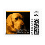 Golden Retreiver Portrait on Black with Gold Postage