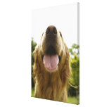 Golden Retriever 10 Canvas Print