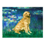 Golden Retriever 1 - Lilies 5 Postcard
