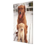 Golden Retriever 3 Canvas Prints