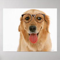 Golden Retriever 3 Print