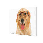 Golden Retriever 8 Stretched Canvas Prints