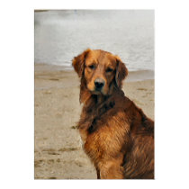 Golden Retriever Art Gifts posters