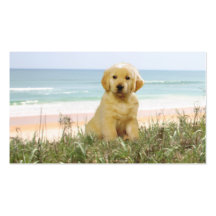 Golden Retriever Beach Grass Breeder Business Card