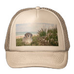Golden Retriever Beach Hat Puppy
