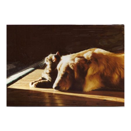 Golden Retriever Best Buddies Poster print