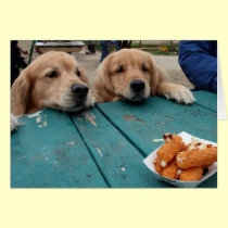 Golden Retriever Birthday Wishes cards
