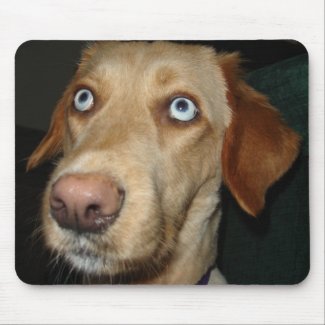 Golden Retriever Blue Eyes Mousepad mousepad