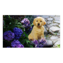 Golden Retriever Breeder Business Card