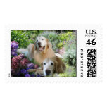 Golden Retriever Buddies Postage Stamp
