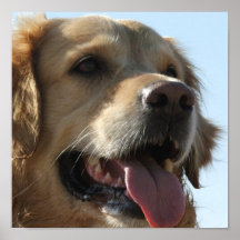 Golden Retriever Canvas Print
