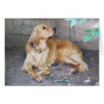 Golden Retriever Card