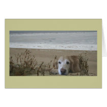 Golden Retriever  Card On the beach best in life