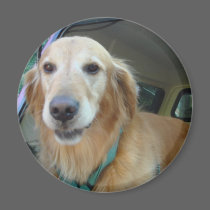 Golden Retriever - Chance magnets