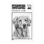 Golden Retriever Charcoal Sketch postage