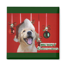 Golden Retriever Christmas Cards Gifts magnets