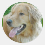 Golden Retriever Close-up Stickers