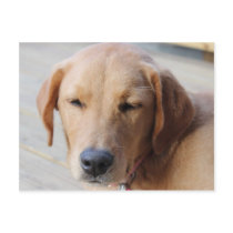 Golden Retriever Dog #2 Postcard