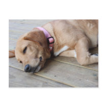 Golden Retriever Dog #3 Post Cards