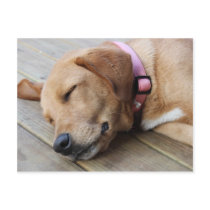 Golden Retriever Dog #4 Post Cards
