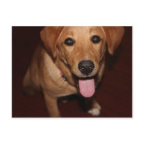 Golden Retriever Dog #5 Postcard
