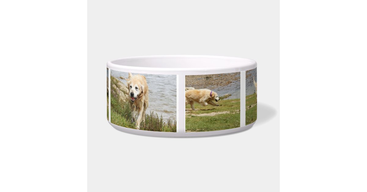 Golden retriever dog bowl. bowl Zazzle