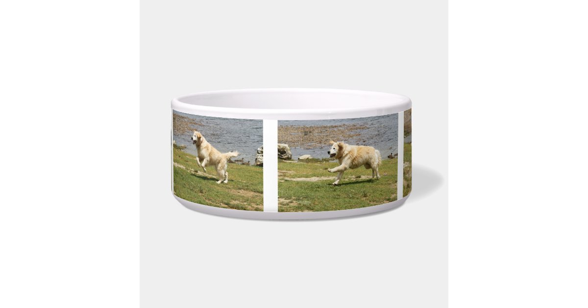 Golden retriever dog bowl. bowl Zazzle