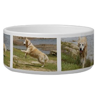 Golden retriever dog bowl. petbowl