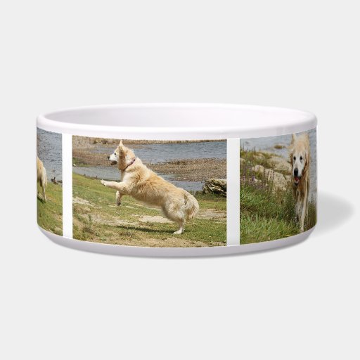 Golden retriever dog bowl.