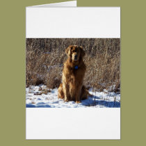 Golden Retriever Dog cards