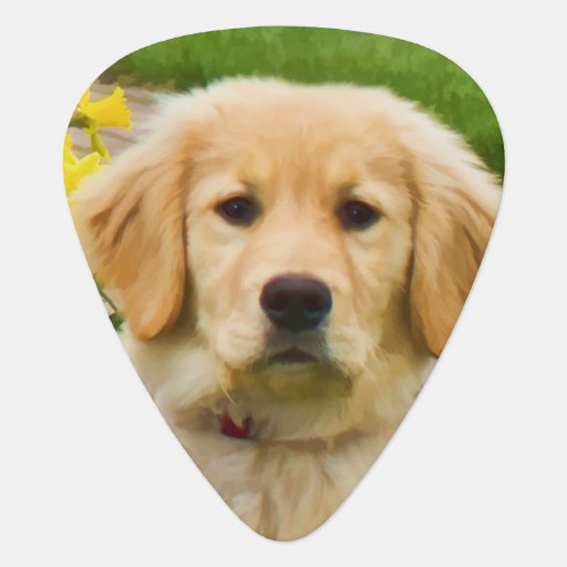 golden retriever guitar golden retriever guitar zazzle golden retriever guitar golden retriever guitar zazzle