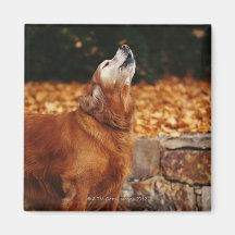 Golden retriever dog howling on path fridge magnet