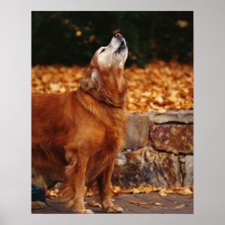 Golden retriever dog howling on path print