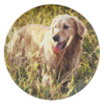 Golden Retriever Dog Party Plates