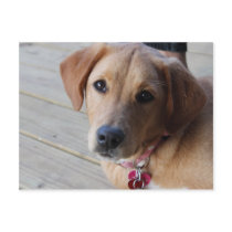 Golden Retriever Dog Post Cards